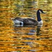 Golden Goose by khawbecker