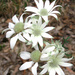 Flannel Flower by onewing