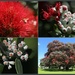 New Zealand Christmas Tree - Pohutukawa by dide