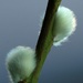 pussy willow by callymazoo