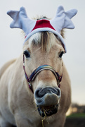 29th Nov 2014 - Rudolf the Reindeer