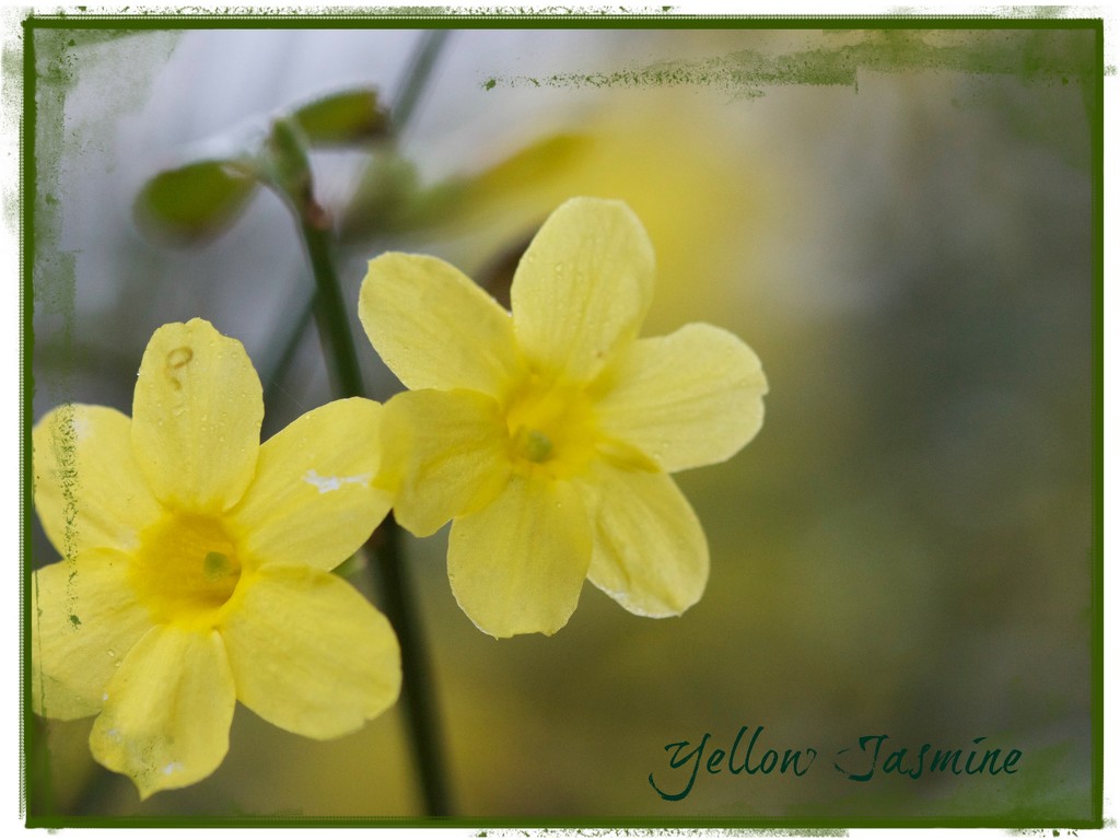 Yellow Jasmine by jamibann