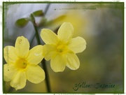 2nd Dec 2014 - Yellow Jasmine
