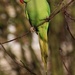 Parakeet by oldjosh