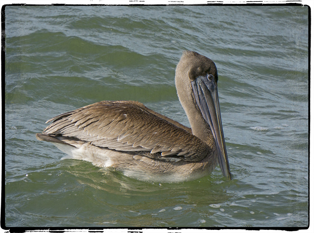 _Pelican Float  by gardencat