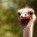 Ostrich by leonbuys83