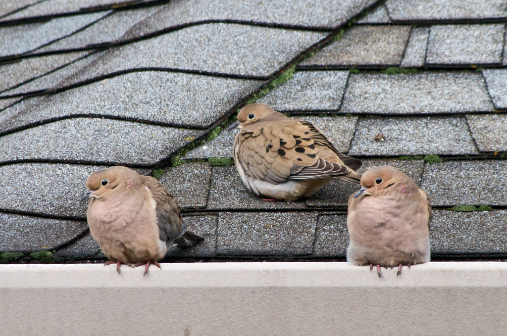 Two Turtle Doves (and a friend) by vickisfotos