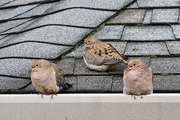 2nd Dec 2014 - Two Turtle Doves (and a friend)