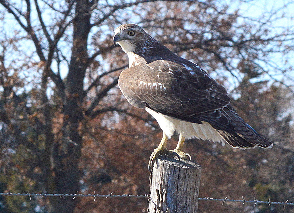 Poser by kareenking