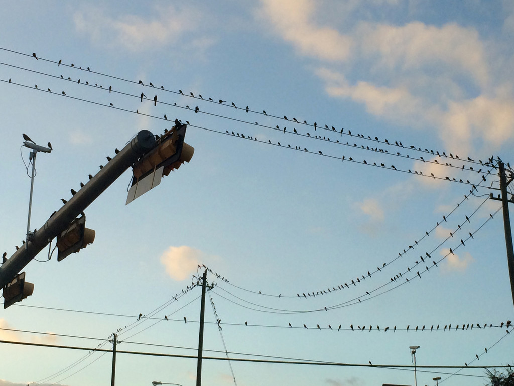 So many birds... by ingrid01