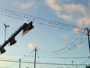 30th Nov 2014 - So many birds...