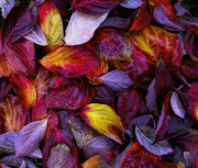 30th Nov 2014 -  Colors Of Fall