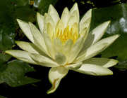 3rd Dec 2014 - Water lily