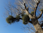 3rd Dec 2014 - tree with mistletoe