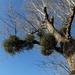 tree with mistletoe by quietpurplehaze