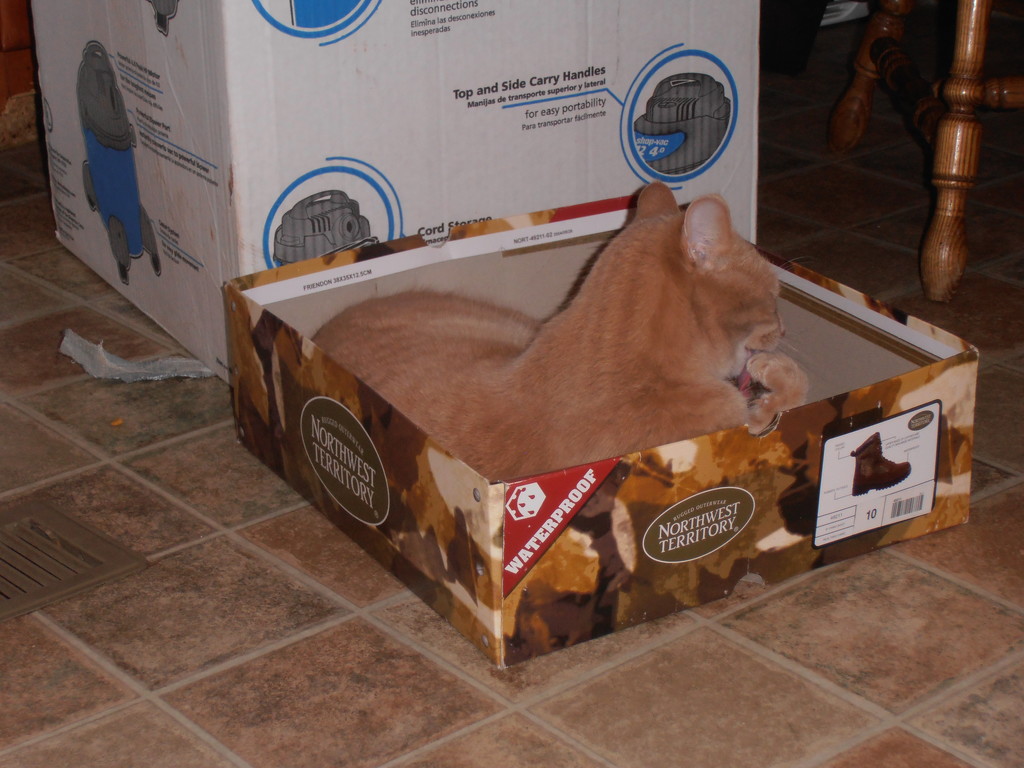 Another Kitty in the Box by julie