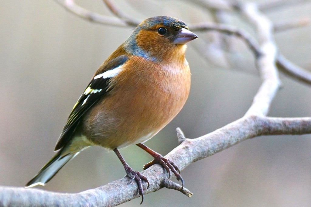 CHAFFINCH BRANCHING OUT by markp