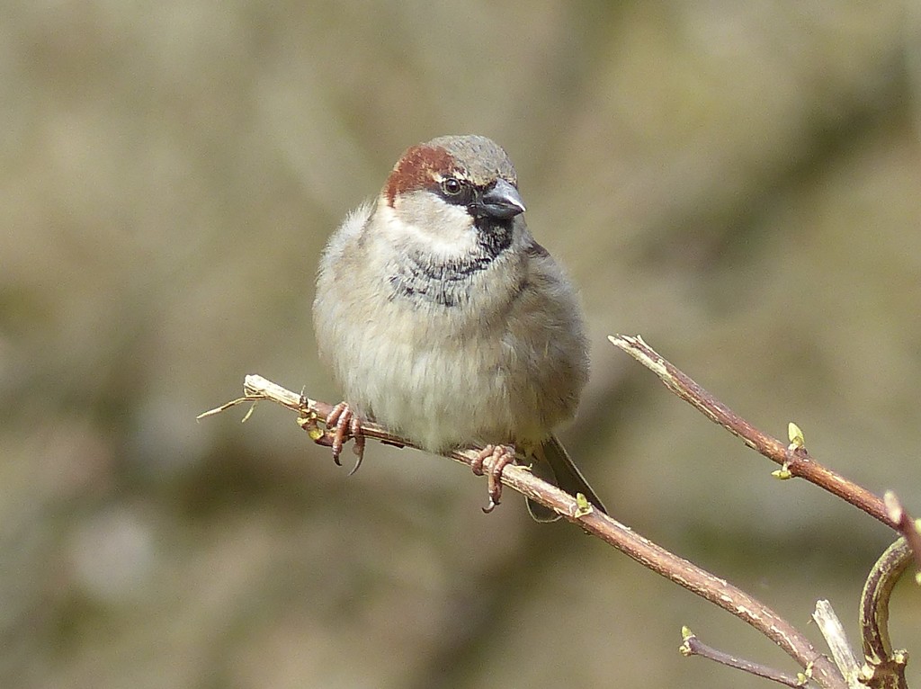 House Sparrow (Male) by susiemc