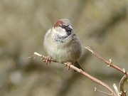 3rd Dec 2014 - House Sparrow (Male)