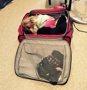 2nd Dec 2014 - My bags are packed, I'm ready to go