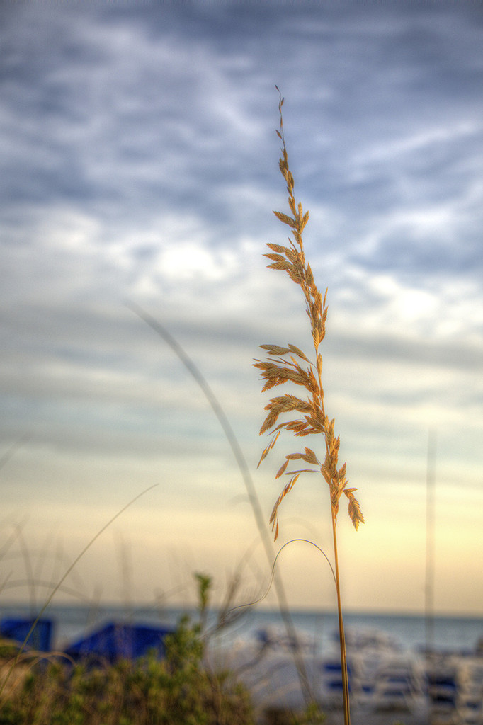 Sunset Beach Grass by gardencat
