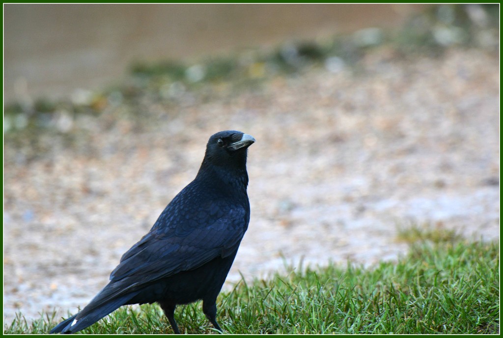 Priory crow by rosiekind