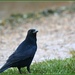 Priory crow by rosiekind