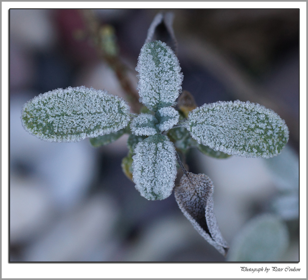 First Frost by pcoulson
