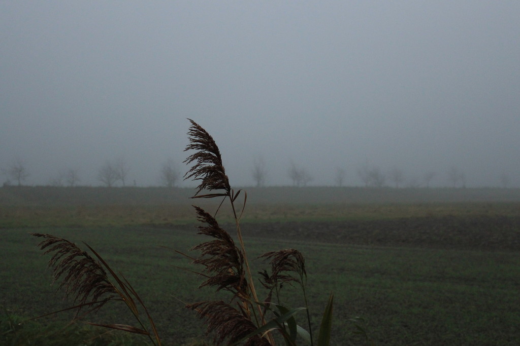 Back to a fog pic.  by pyrrhula