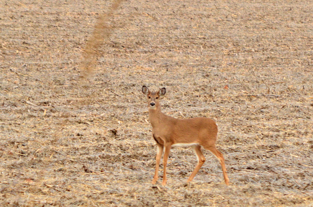 Doe on Kansas Field by kareenking