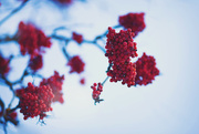 27th Nov 2014 - Winter berries