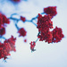 Winter berries by kiwichick