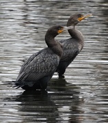 3rd Dec 2014 - Cormorant Couple