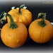 Beware of the Miniature Pumpkin Patch by peggysirk
