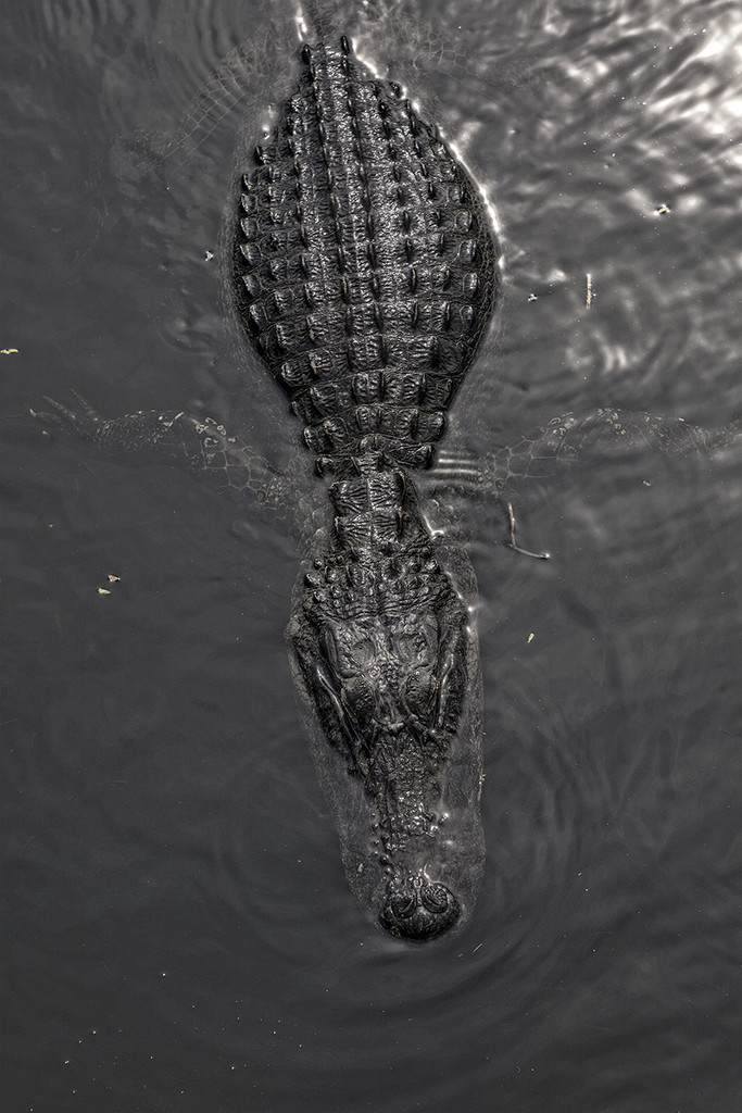 Croc from Above by gardencat