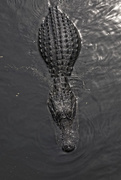 4th Dec 2014 - Croc from Above