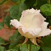 My white rose by maggiemae