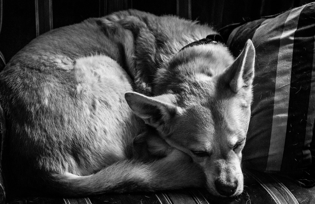 Foxy Resting by darylo