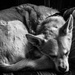 Foxy Resting by darylo