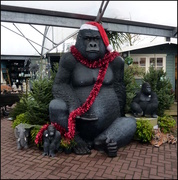 3rd Dec 2014 - Garden Centre Gorilla