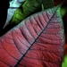 Up Close Leaf by kwind