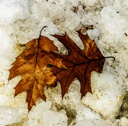 4th Dec 2014 - Two leaves - Two seasons