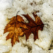 Two leaves - Two seasons by joansmor