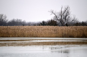 4th Dec 2014 - Tall Grass Pond