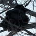 Day 156 - Black Powder Puff by ravenshoe
