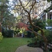 Garden, Historic district, Charleston, SC by congaree