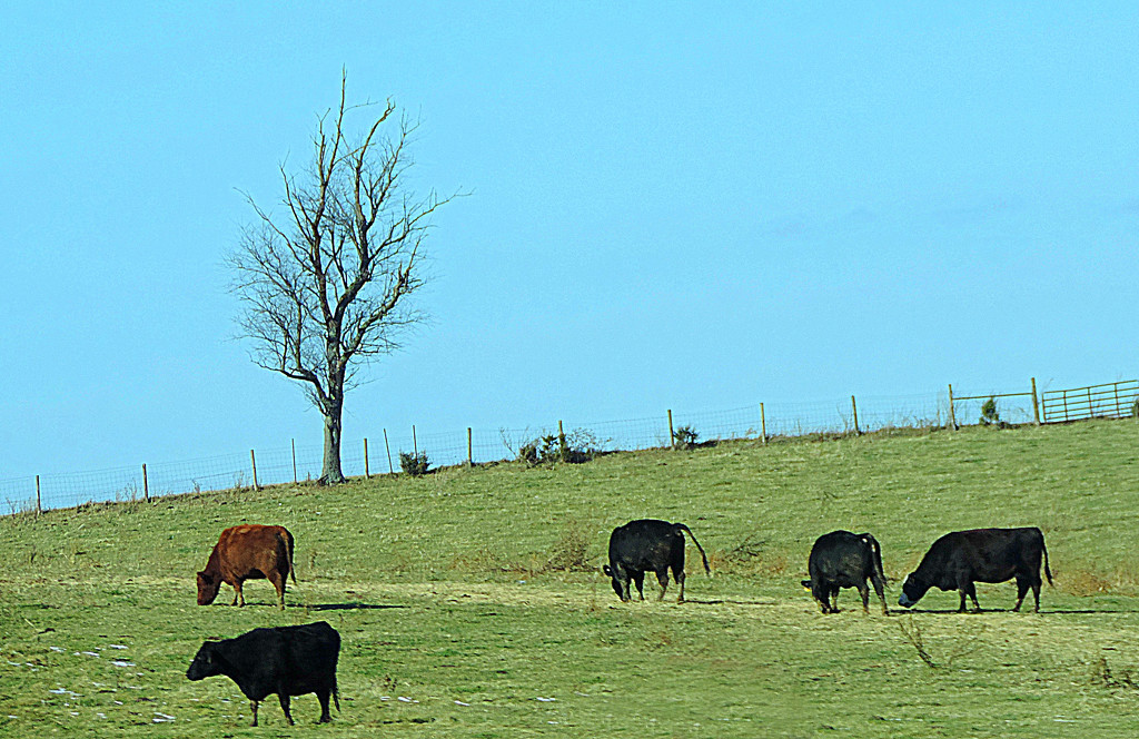 Cattle on a hill! by homeschoolmom