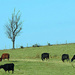 Cattle on a hill! by homeschoolmom