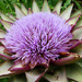 Purple Flower by onewing
