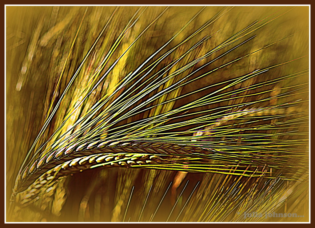 Golden Wheat by julzmaioro